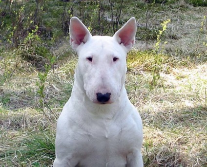 Povestea unui Bull Terrier (poveste) Povestea unui Bull Terrier