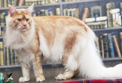 Istoria rasei Maine Coon (Maine) Istoria rasei Maine Coon