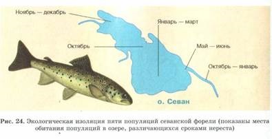 Izolație - factor evolutiv (factor) Izolație - factor evolutiv