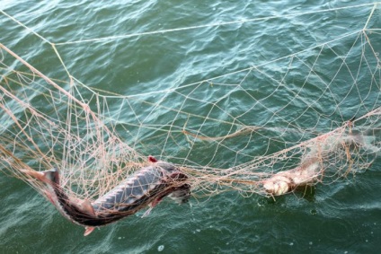 Braconierii pescuitul în Astrahan - o sursă de bună dispoziție (net) Braconierii pescuitul în Astrahan - o sursă de bună dispoziție