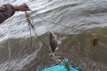 Braconierii de pescuit în Astrahan - o sursă de bună dispoziție (a) Braconierii pescuitul în Astrahan - o sursă de bună dispoziție