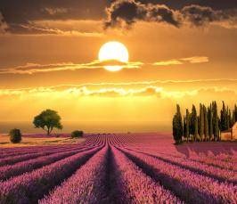 Care sunt tipurile de omonime (ceea ce sunt tipurile de omonime?) Care sunt tipurile de omonime