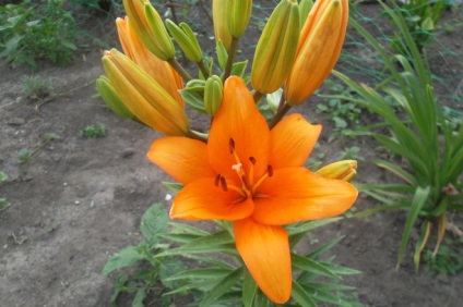 Ce fel de flori pentru a planta, împreună cu crini, cu niște flori crini sunt combinate (combinate) Ce fel de flori pentru a planta cu flori de crin, combinate cu orice crin