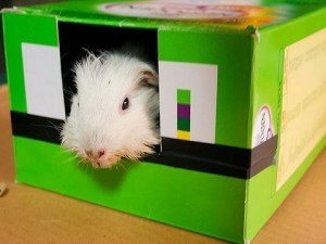 Cum de a juca o jucărie de cobai (jucării pentru rozătoare) Cum să se joace cu un porc de guineea, jucării