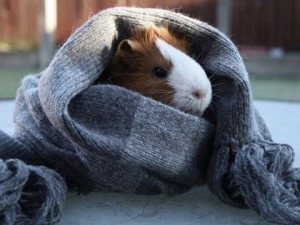 Cum să se joace cu un porc de guineea, jucării (cum ar fi joaca cu un porc de guineea) Cum să se joace cu un porc de guineea, jucării