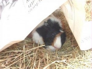 Cum să se joace cu un porc de guineea, jucării (porc) Cum să se joace cu un porc de guineea, jucării