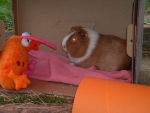 Cum de a juca o jucărie de cobai (jucării pentru rozătoare) Cum să se joace cu un porc de guineea, jucării