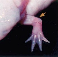 Cum celulele știu că trebuie să devină un fir de păr, celelalte oase, creierul altora, și așa mai departe (biologie, genetica fenotipul celulei ontogeniei de dezvoltare a creșterii celulelor organismului celula diviziunea celulara diferentiere Alexander Markov) Cum celulele știu că trebuie să devină un fir de păr, celelalte oase, creierul altora, și așa mai departe