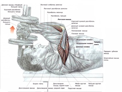 Cum de a construi cele mai eficiente exerciții pentru triceps de relief, trainingbody (pompă) Cum de a construi cele mai eficiente exercitii pentru triceps de relief, trainingbody