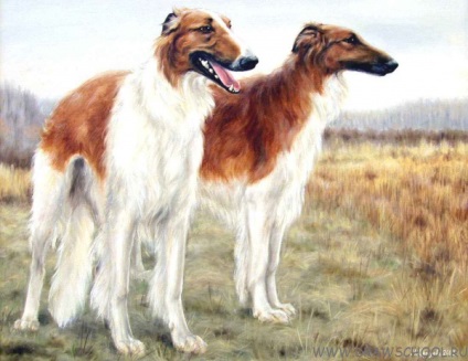 Cum de a desena un câine (câine), culori (câine) Cum de a desena un câine (hound) vopsele
