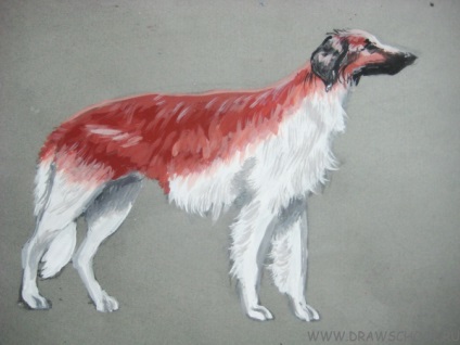 Cum de a desena un câine (câine), vopsele (în etape) Cum de a desena un câine (hound) vopsele
