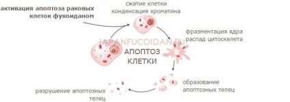 Cum se numesc celule canceroase (celule) Cum se numesc celule canceroase