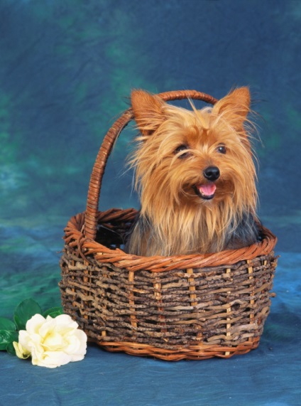 Cum pentru a denumi catelul York, în 2017 - ca o fată apel Yorkshire Terrier - îngrijire și educație (terrier) Cum pentru a denumi catelul York, în 2017 - ca o fată apel Yorkshire Terrier - îngrijire și educație