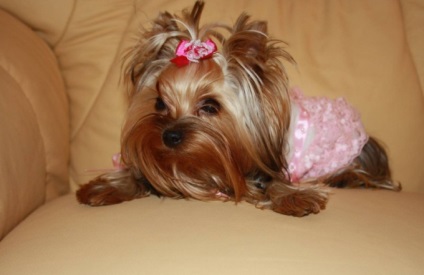 Cum pentru a denumi catelul York, în 2017 - ca o fată apel Yorkshire Terrier - îngrijire și educație (pentru a da) Cum pentru a denumi catelul York, în 2017 - ca o fată apel Yorkshire Terrier - îngrijire și educație