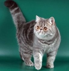Cum să supraviețuiască moartea sfatul pisica unui psiholog, asistent felină (deces) Cum să supraviețuiască moartea sfaturi psihologice pisică, asistent felin