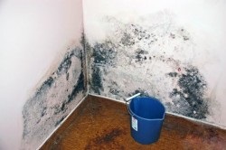Cum să bată mucegai pe pereții metodelor de control și prevenire (metode) Cum să bată mucegai pe pereții metodelor de control și prevenire