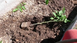 Cum să planteze roșii situate instrucțiuni video, în trepte (plante) Cum să planteze roșii mint instrucțiuni video, în trepte