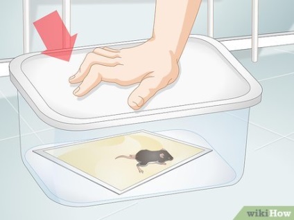 Cum de a prinde și de a elimina un mouse viu dintr-o capcană lipicioasă (în special animale de companie) Cum de a prinde și de a elimina un mouse viu dintr-o capcană lipicios