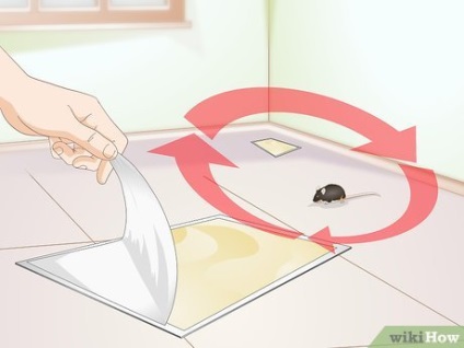 Cum de a prinde și de a elimina un mouse viu dintr-o capcana de soareci lipicios (capcana de soareci) Cum de a prinde și de a elimina un mouse viu dintr-o capcană lipicios