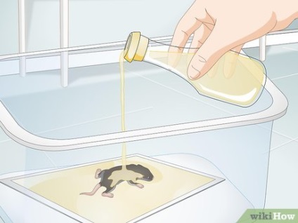 Cum de a prinde și de a elimina un mouse viu dintr-o capcană lipicioasă (în special animale de casă) Cum de a prinde și de a elimina un mouse viu dintr-o capcană lipicios