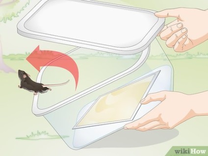 Cum de a prinde și de a elimina un mouse viu dintr-o capcana de soareci lipicios (capcana de soareci) Cum de a prinde și de a elimina un mouse viu dintr-o capcană lipicios