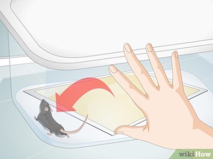 Cum de a prinde și de a elimina un mouse viu dintr-o capcană lipicios (lipicios) Cum de a prinde și de a elimina un mouse viu dintr-o capcană lipicios