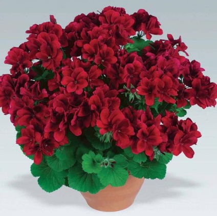 Ca butași Pelargonium pentru a le multiplica la domiciliu (Pelargonium) Ca butași Pelargonium pentru a le multiplica la domiciliu