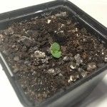 Ca mâner Crassula Propagare (multiplica) Cum se propaga Jade mâner