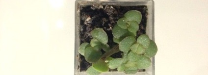 Ca mâner Crassula Propagare (multiplica) Cum se propaga Jade mâner