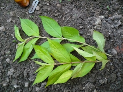 Cum se propaga Weigel (tulpina este tăiată) Cum se propaga Weigel