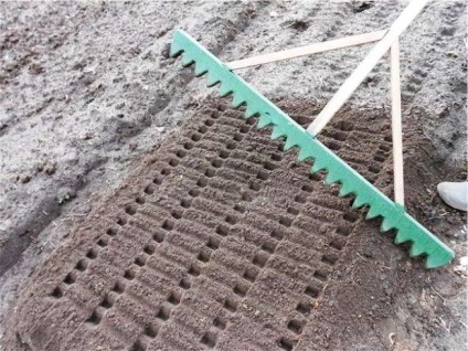 Ca soiuri de plante de usturoi se încadrează selecție, adâncimea de plantare și schema (alegere) Cum de a planta usturoi în intervalul toamna de soiuri, precum și adâncimea de scheme de plantare