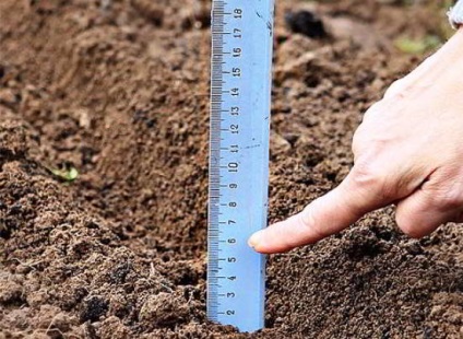 Ca soiuri de plante de usturoi se încadrează selecție, adâncimea de plantare și circuitul (adâncimea) Cum de a planta usturoi în intervalul toamna de soiuri, precum și adâncimea de scheme de plantare