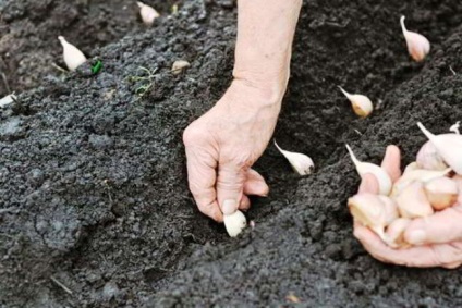 Ca soiuri de plante de usturoi se încadrează selecție, adâncimea de plantare și circuitul (plantă) Cum de a planta usturoi în intervalul toamna de soiuri, precum și adâncimea de scheme de plantare