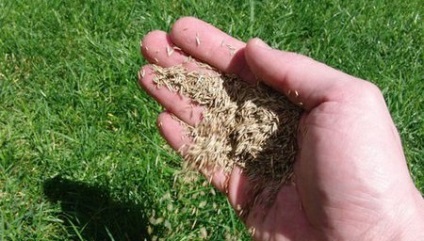 Cum sa faci un gazon în țară cu propriile mâini (de a face) Cum sa faci un gazon în țară cu propriile mâini
