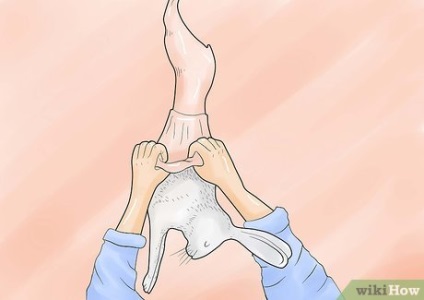 Cum de a jupui un iepure (iepure) Cum de a jupui un iepure