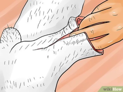 Cum de a jupui un iepure (elimina) Cum de a jupui un iepure
