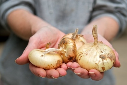 Cum de a elimina din mirosul mâinile de articole ceapa de gătit, Grand Chef (Cook) Cum de a elimina din mirosul de ceapă mâinile articole de gătit, marele bucătar