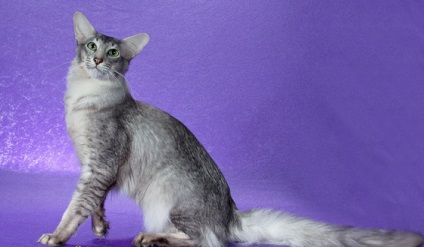 Cum să aibă grijă de Oriental cu par lung (Cat) Cum să aibă grijă de Oriental cu par lung