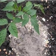 Cum să aibă grijă de dovleac (de îngrijire) Cum să aibă grijă de dovleac
