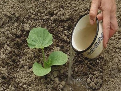 Cum să aibă grijă de dovleac (de îngrijire) Cum să aibă grijă de dovleac