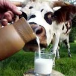 Cum de a alege laptele (mirosul) Cum de a alege lapte