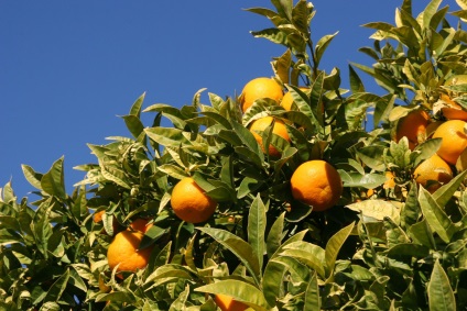 Cum să crească o lămâie, portocale și mandarini copaci - 20 fotografie grijă de ei (mandarină) Cum să crească o lamaie, portocala si mandarini copaci - 20 fotografie grijă de ei