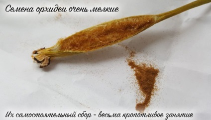 Cum să crească orhidee din seminte de la domiciliu (condiții) Cum să crească orhidee din semințe la domiciliu