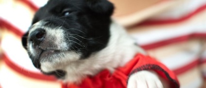 Cum să aibă grijă de un catelus din primele zile de ședere în casă, nu esti singur (maternitate) Cum să aibă grijă de un catelus din primele zile de ședere în casă, nu esti singur