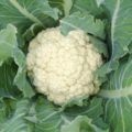 Cum se murarea rapid de stridii și gustoase (delicioase) Cum se murarea stridii rapid și gustos