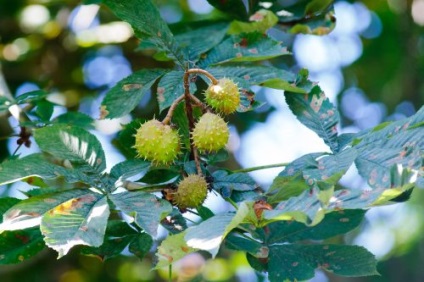 Chestnut - proprietăți utile și contraindicații (utile) Chestnut - proprietăți utile și contraindicații