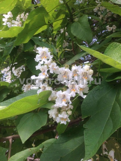 Catalpa - plantare, îngrijire, (răsaduri de catalpa) de reproducere, descriere Catalpa - plantare, îngrijire, reproducere, descriere