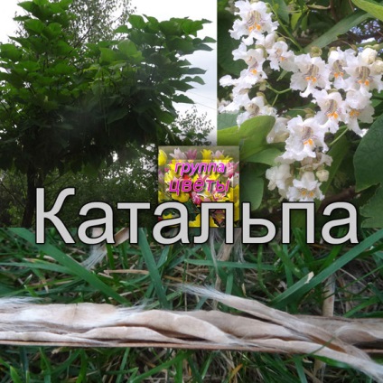 Catalpa - plantare, îngrijire, reproducere, descriere (descriere catalpa) Catalpa - plantare, îngrijire, reproducere, descriere