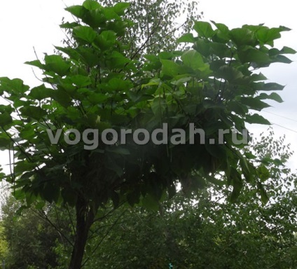 Catalpa - plantare, îngrijire, reproducere, descriere (reproducerea catalpa) Catalpa - plantare, îngrijire, reproducere, descriere