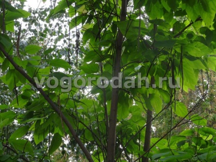 Catalpa - plantare, îngrijire, reproducere, descriere (Catalpa Bignonioides) Catalpa - plantare, îngrijire, reproducere, descriere